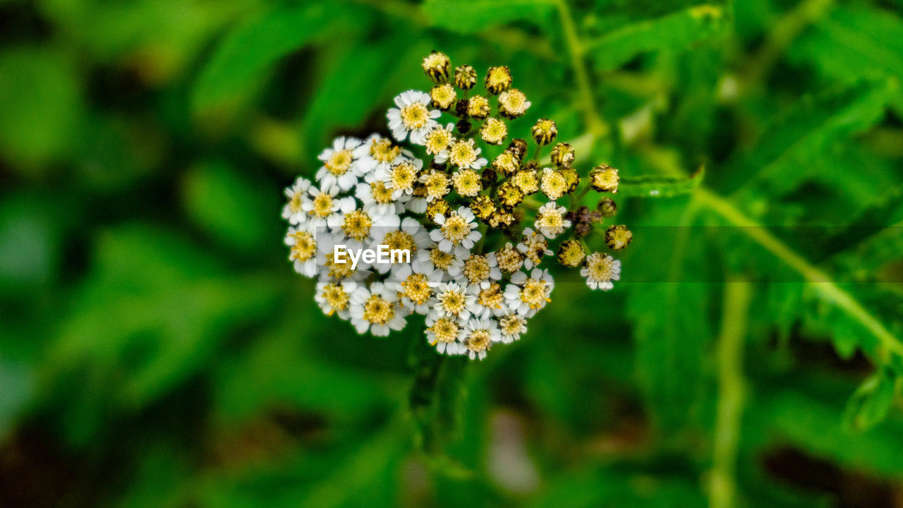 CLOSE-UP OF FLOWERING PLANTS ON FIELD