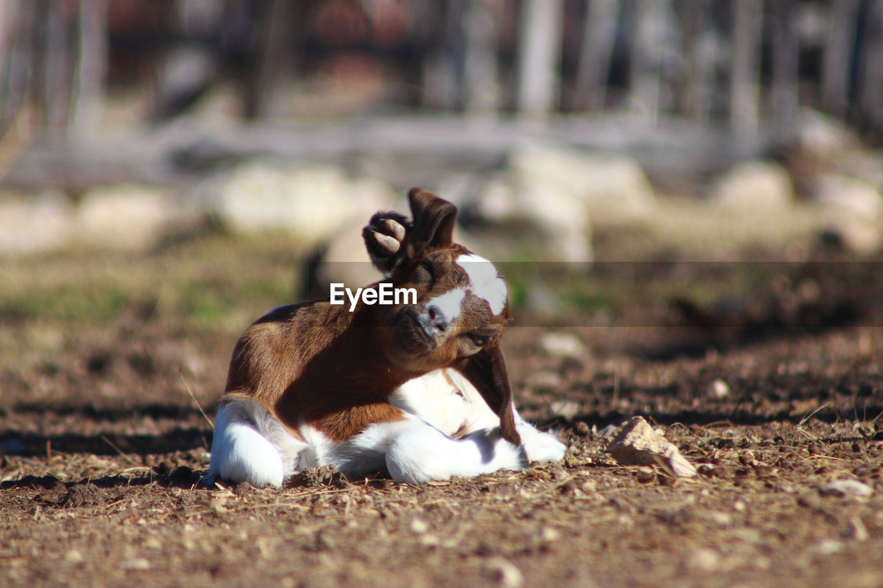 Goat resting on field