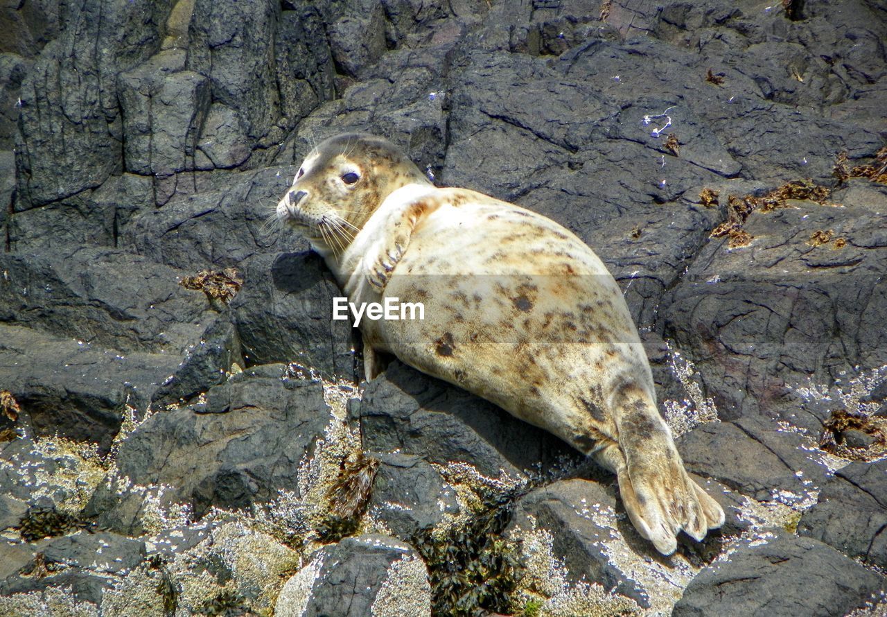 Close-up of seal pup on rocks