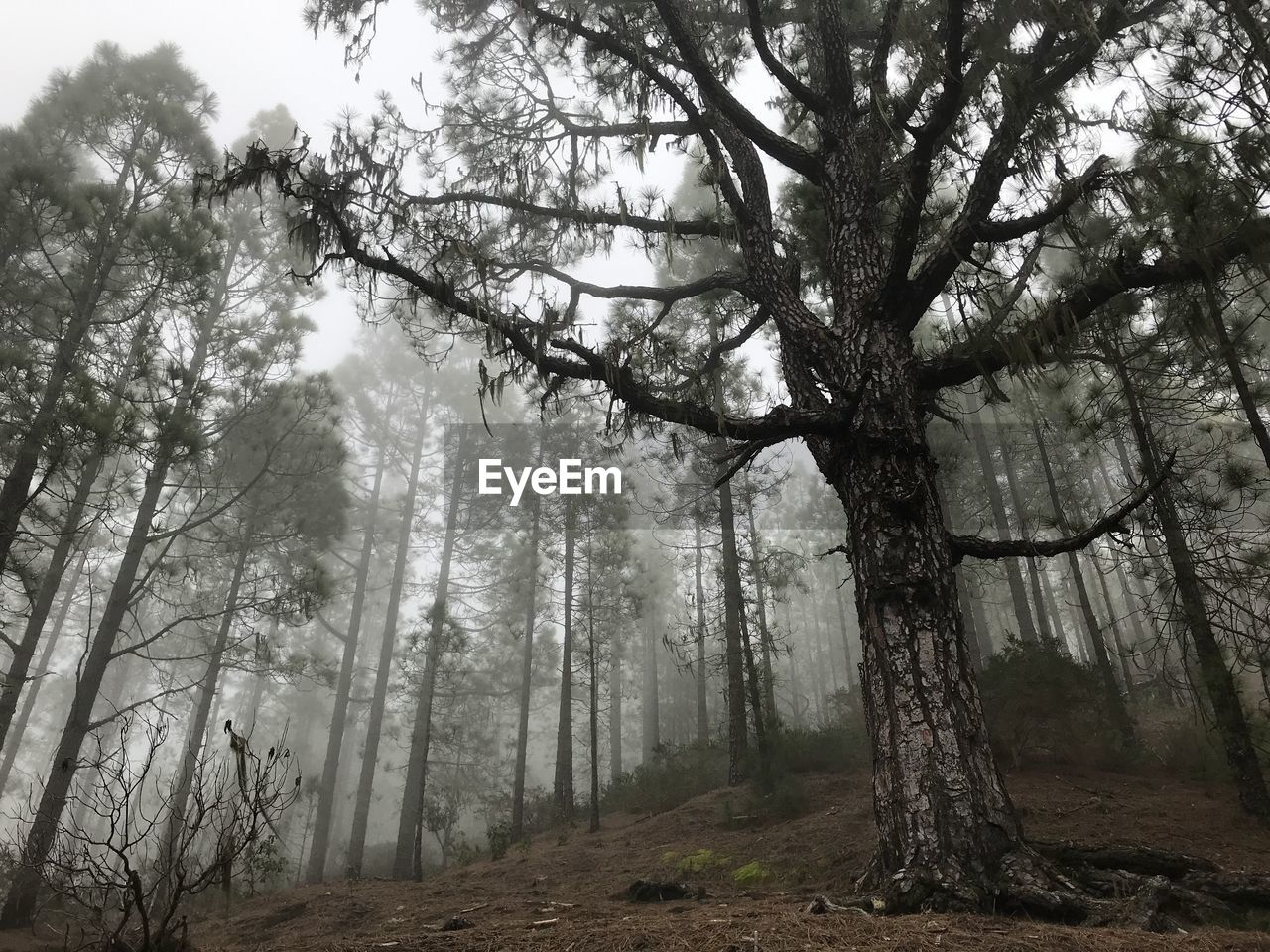  trees in a misty forest