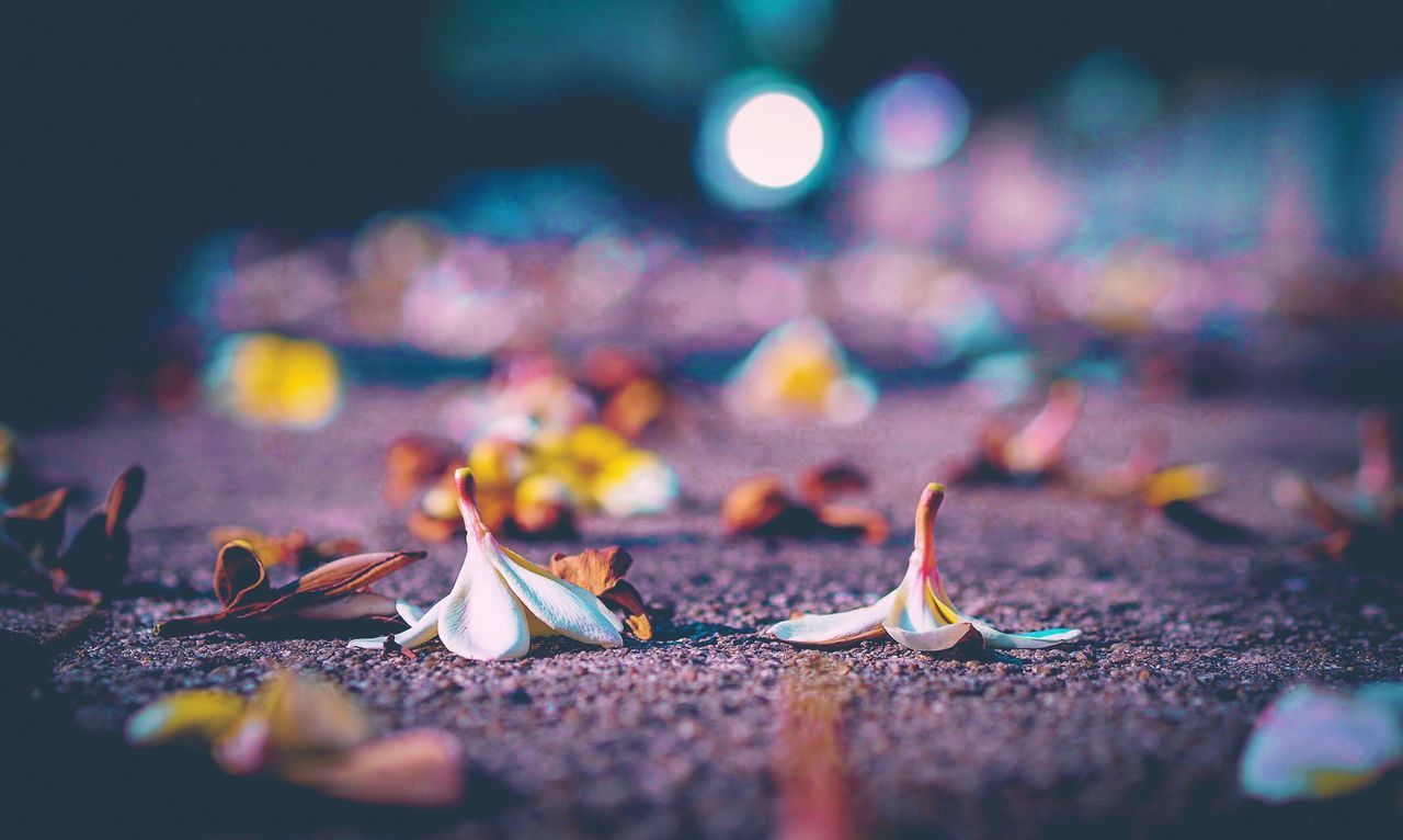 Close-up of frangipani flowers on street