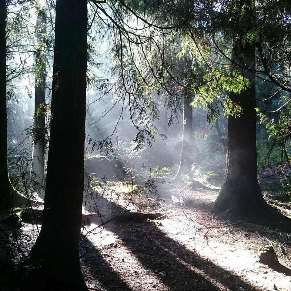 SUN SHINNING THROUGH TREES