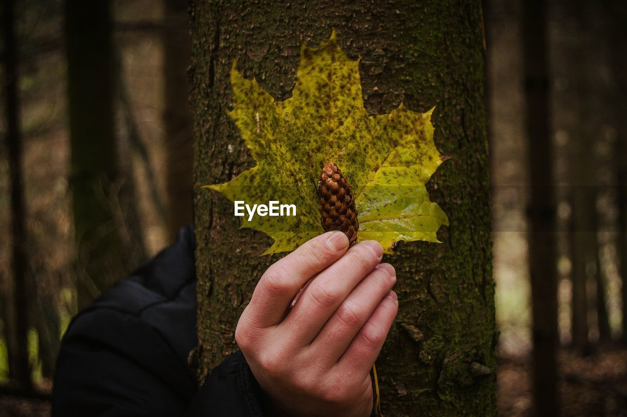 Cropped hand of man holding pinecone and leaf while hiding behind tree in forest