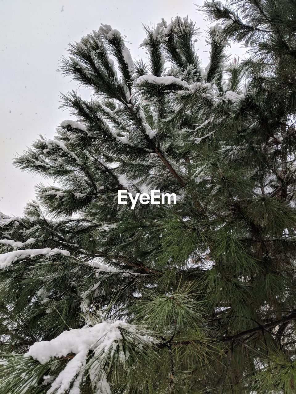 LOW ANGLE VIEW OF PINE TREES IN WINTER