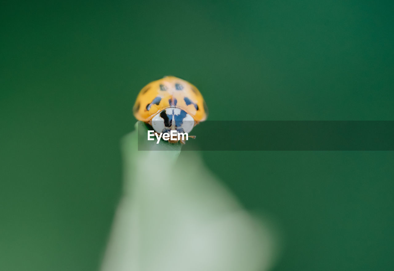 green, ladybug, animal themes, animal, one animal, animal wildlife, insect, macro photography, close-up, wildlife, beetle, no people, nature, green background, flower, copy space, yellow, beauty in nature, colored background, macro, outdoors, focus on foreground