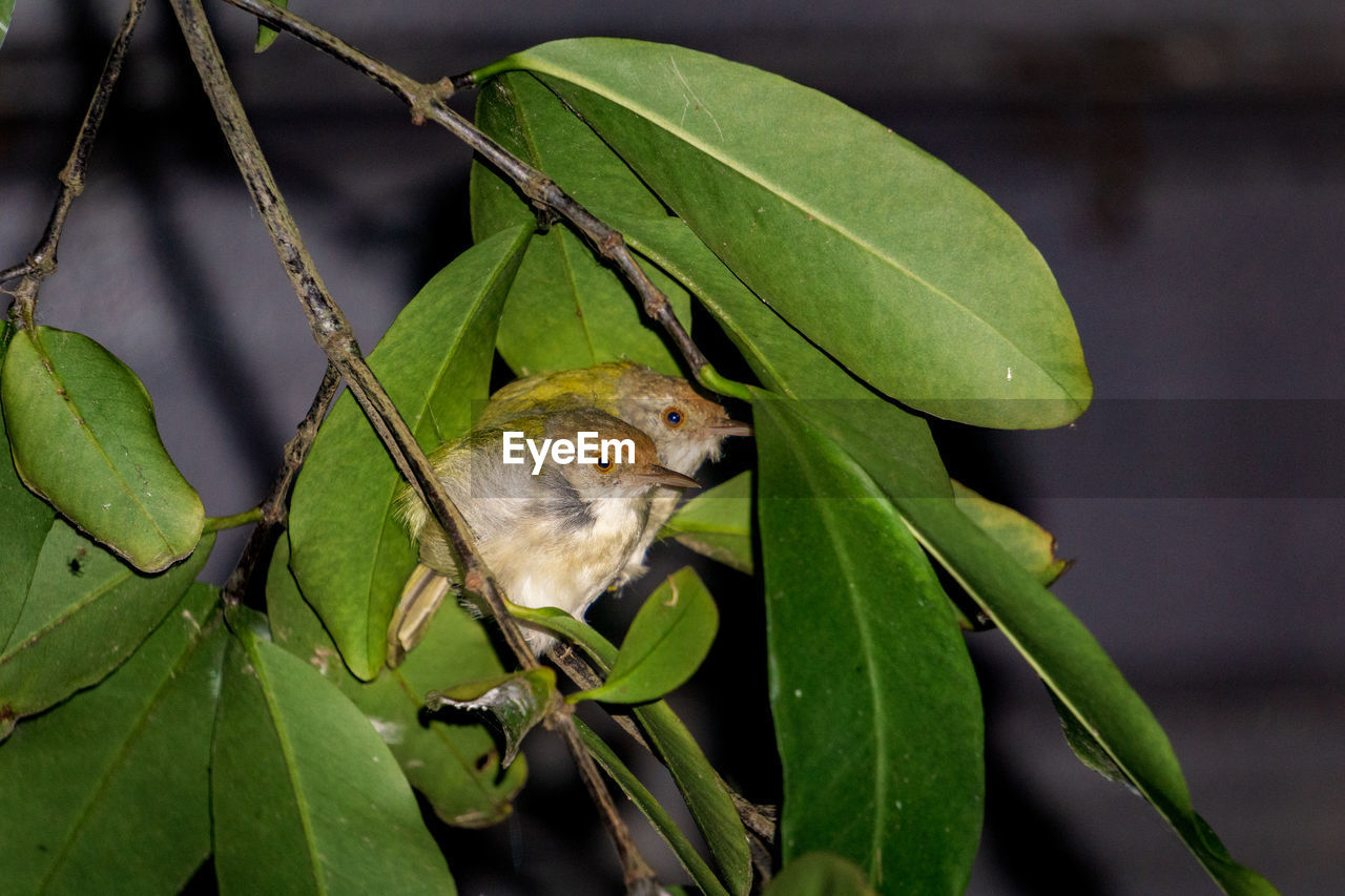 CLOSE-UP OF BIRD
