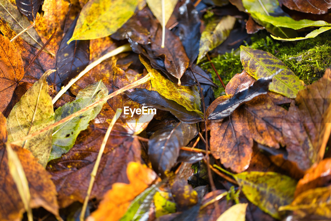 leaf, plant part, autumn, nature, tree, dry, plant, land, leaves, no people, day, beauty in nature, full frame, close-up, backgrounds, branch, outdoors, field, falling, high angle view, selective focus, tranquility, brown, fragility, yellow, natural condition, wet, abundance, environment, forest