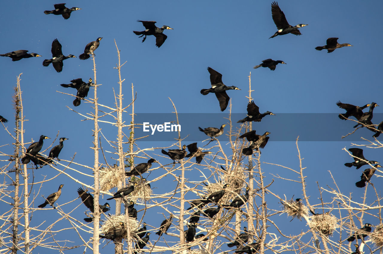 LOW ANGLE VIEW OF BIRDS FLYING IN SKY