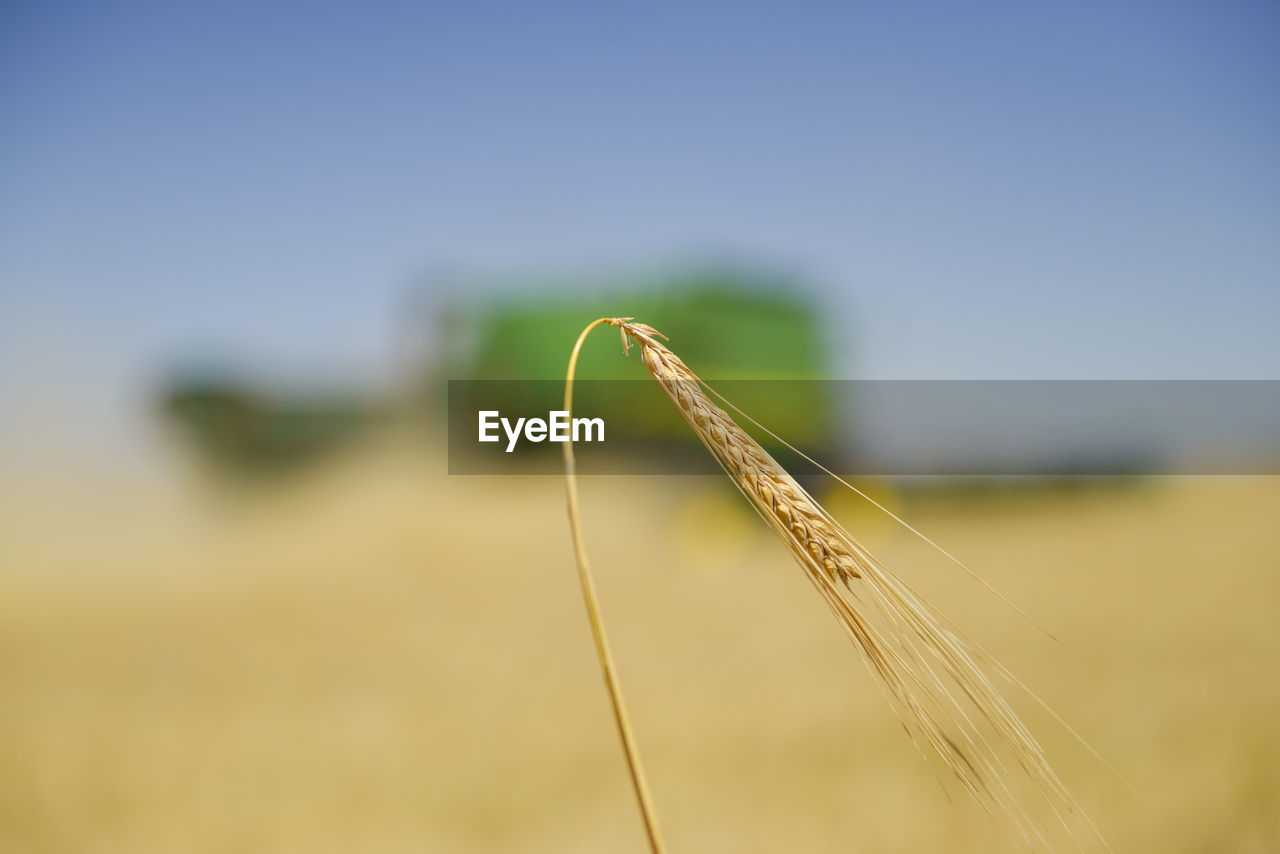 CLOSE-UP OF WHEAT CROPS ON FIELD