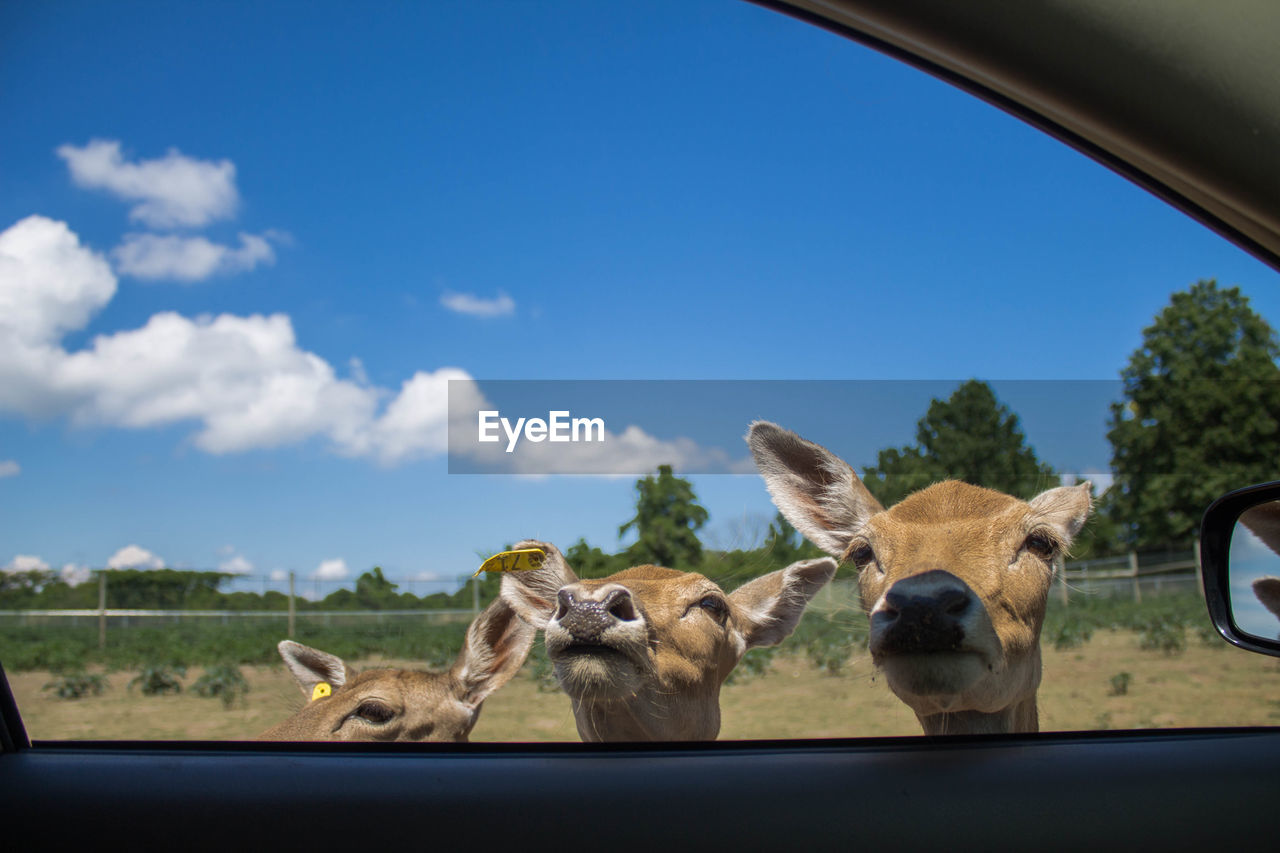 Shot of deers looking into car window