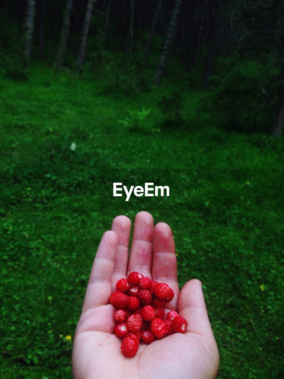 Close-up of hand holding strawberries on field
