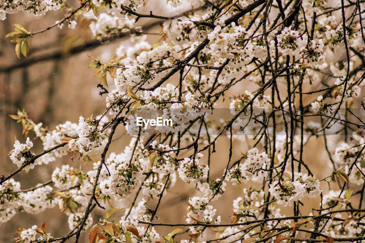 LOW ANGLE VIEW OF CHERRY BLOSSOM ON TREE