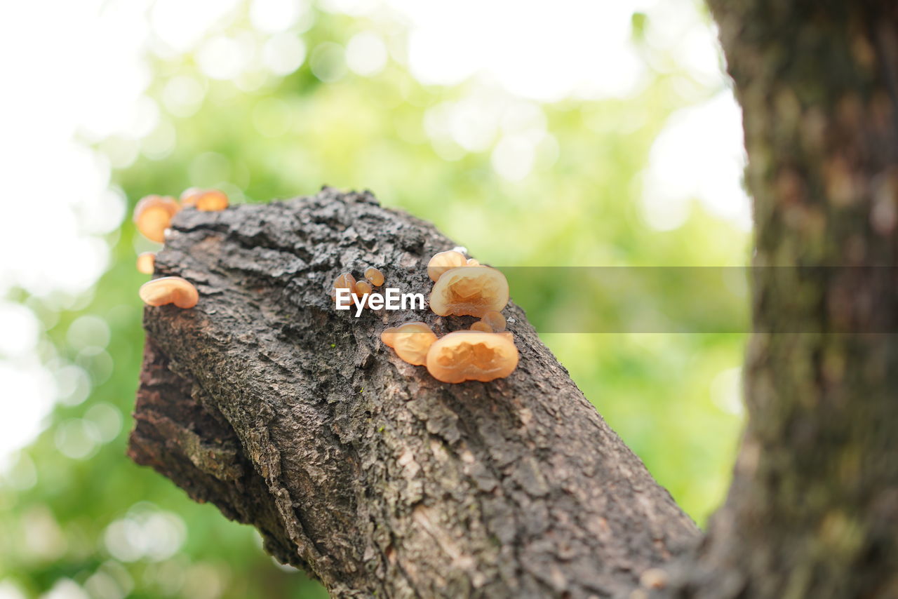 CLOSE-UP OF MUSHROOMS ON TREE TRUNK