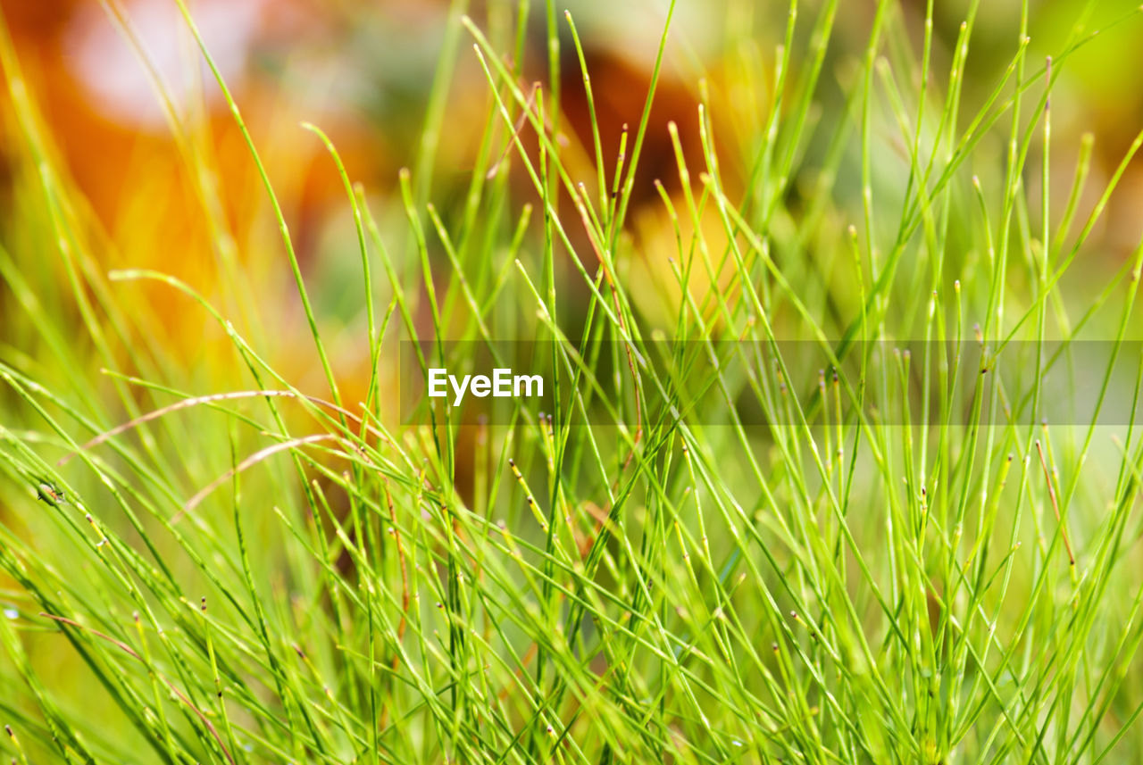 CLOSE-UP OF FRESH GREEN GRASS