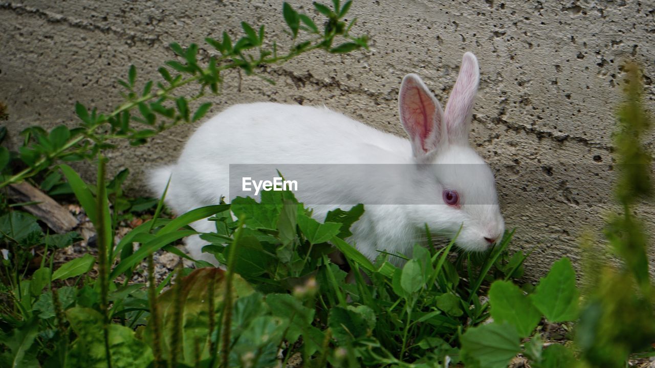 Close-up of white rabbit