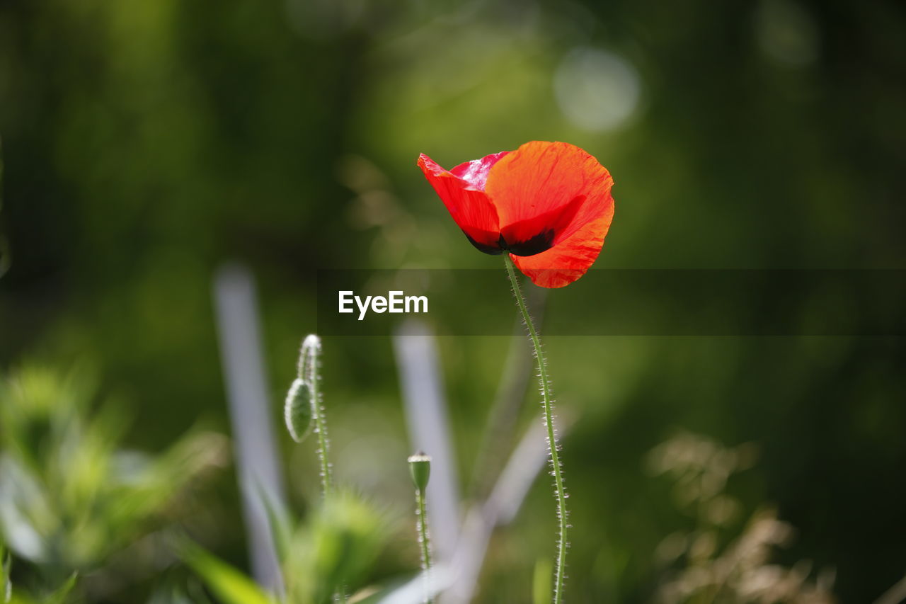 Close-up of red poppy flower blooming in garden