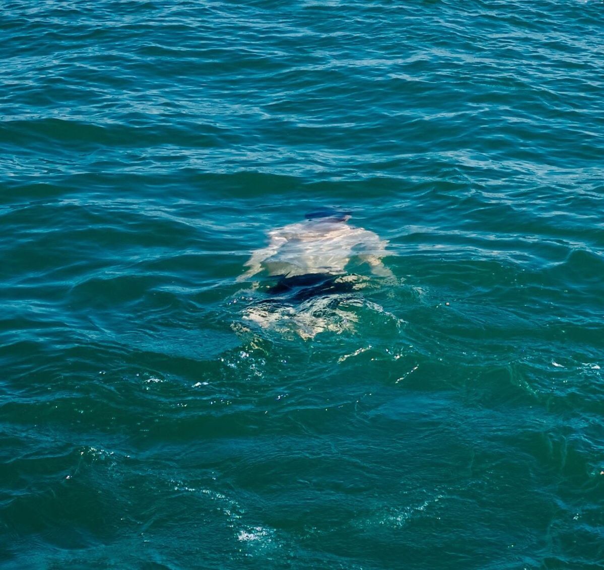 Shirtless man swimming in sea