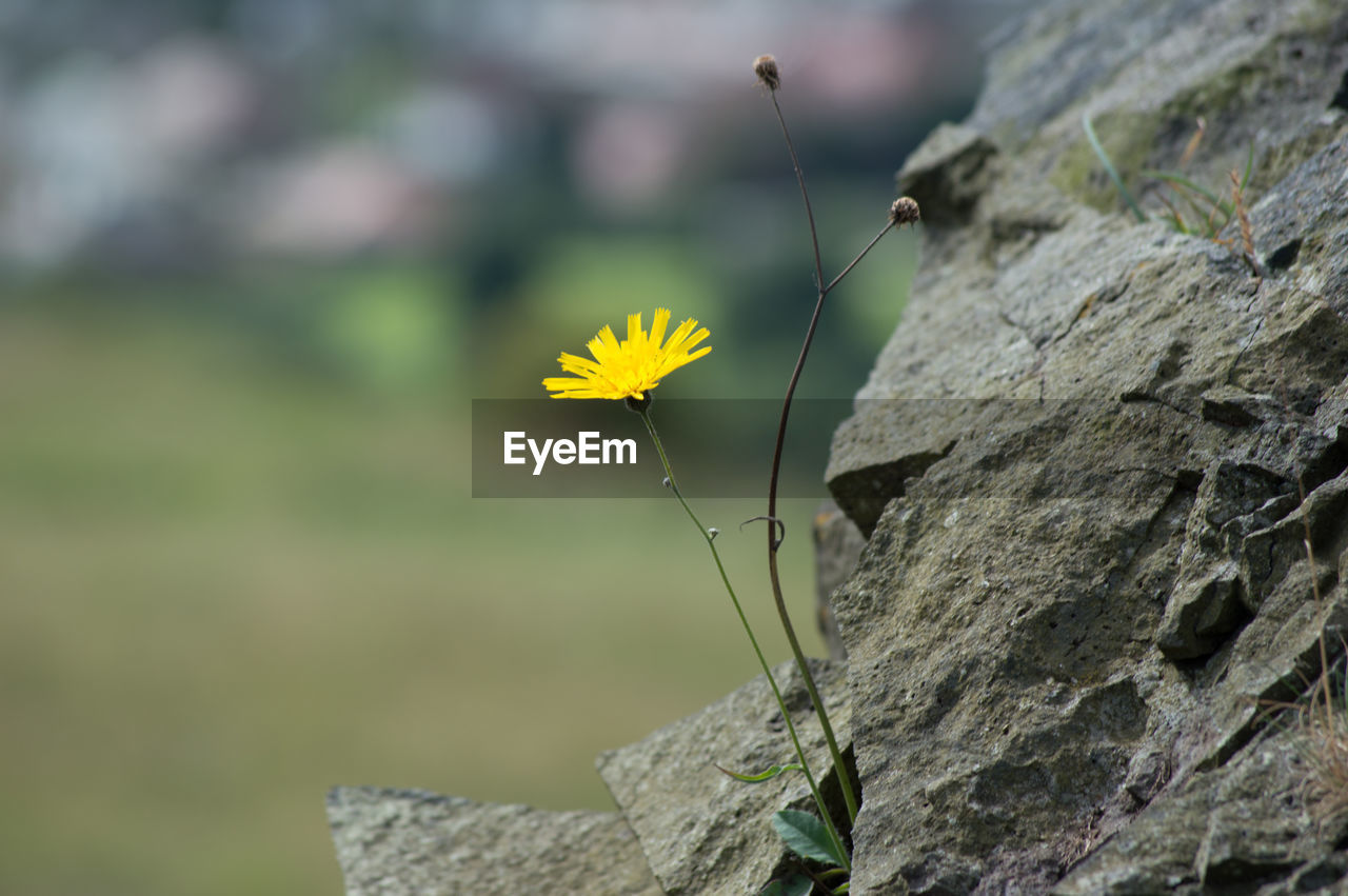 Close-up of yellow flower by rock