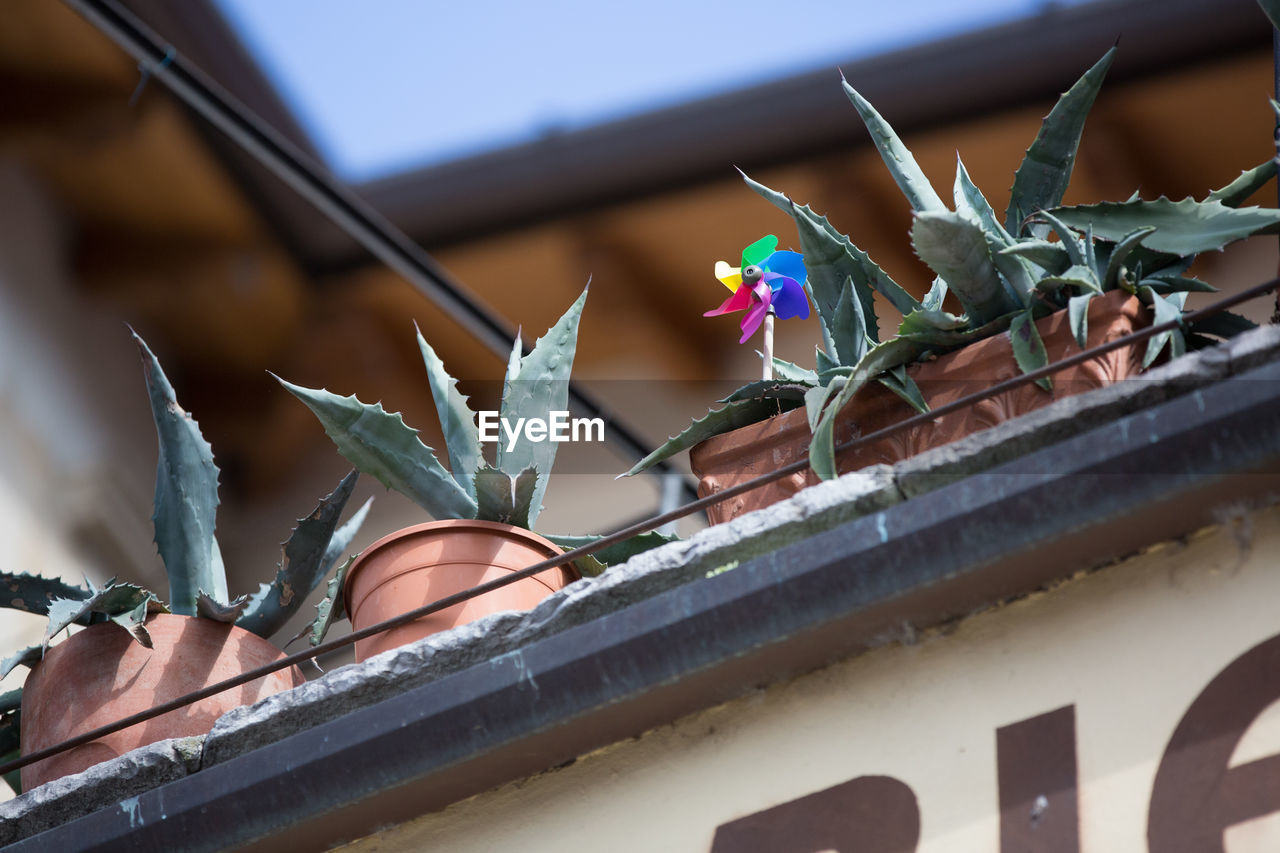 CLOSE-UP OF FLOWERS ON ROOF AGAINST BUILDING