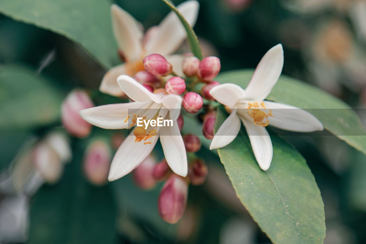 flower, plant, flowering plant, beauty in nature, freshness, blossom, close-up, nature, petal, macro photography, flower head, leaf, growth, fragility, plant part, inflorescence, focus on foreground, pink, outdoors, fruit, springtime, no people, pollen, botany, food and drink, day, orchid, food, tree