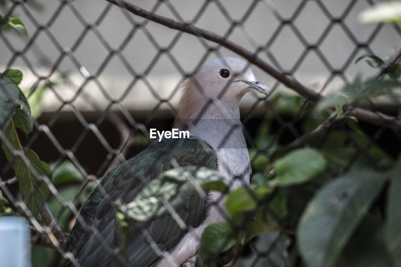 Close-up of bird in cage