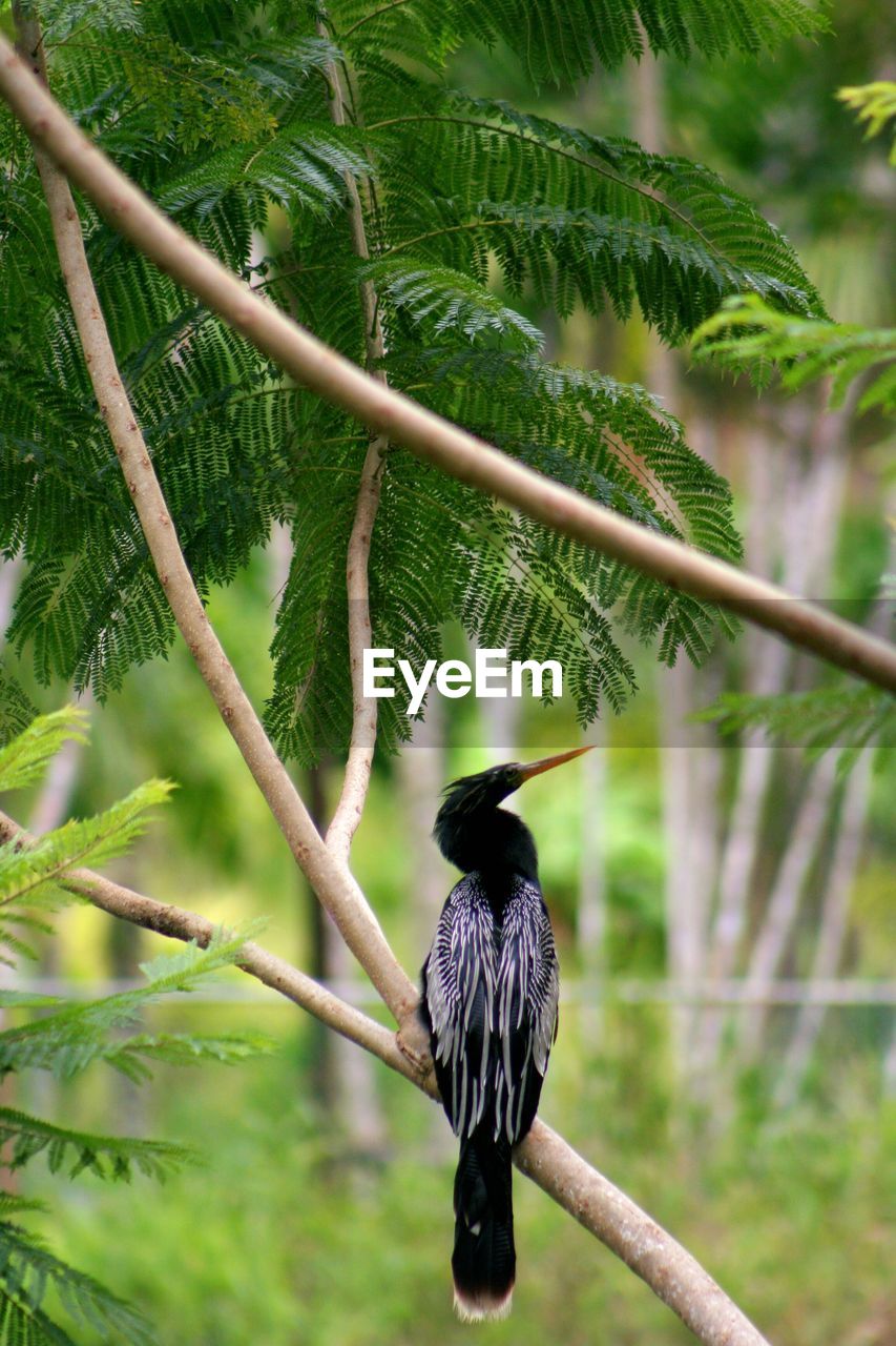 Bird perching on branch