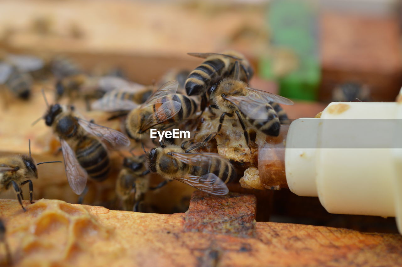 CLOSE-UP OF HONEY BEE ON A TABLE