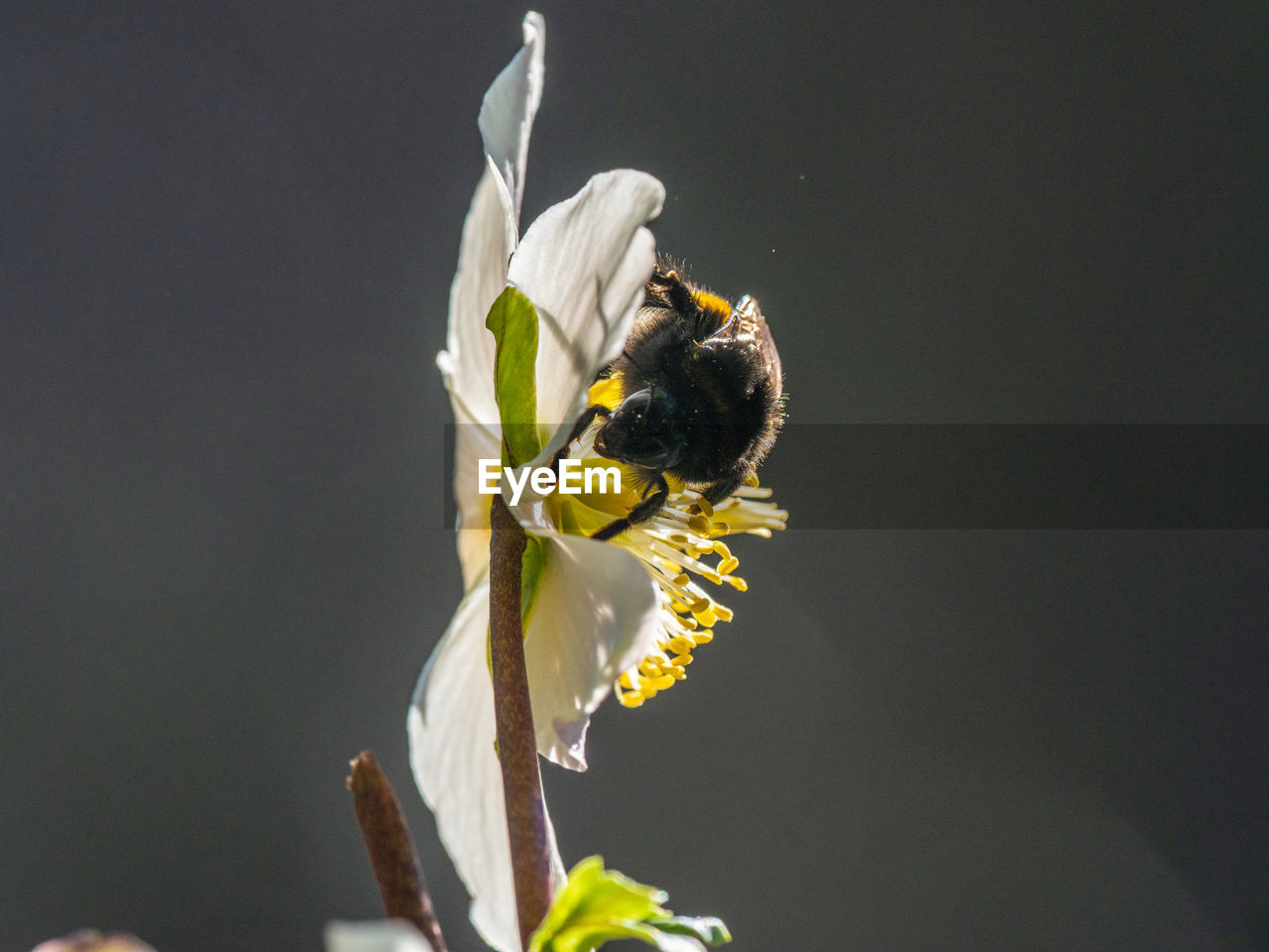 CLOSE-UP OF HONEY BEE POLLINATING ON FLOWER