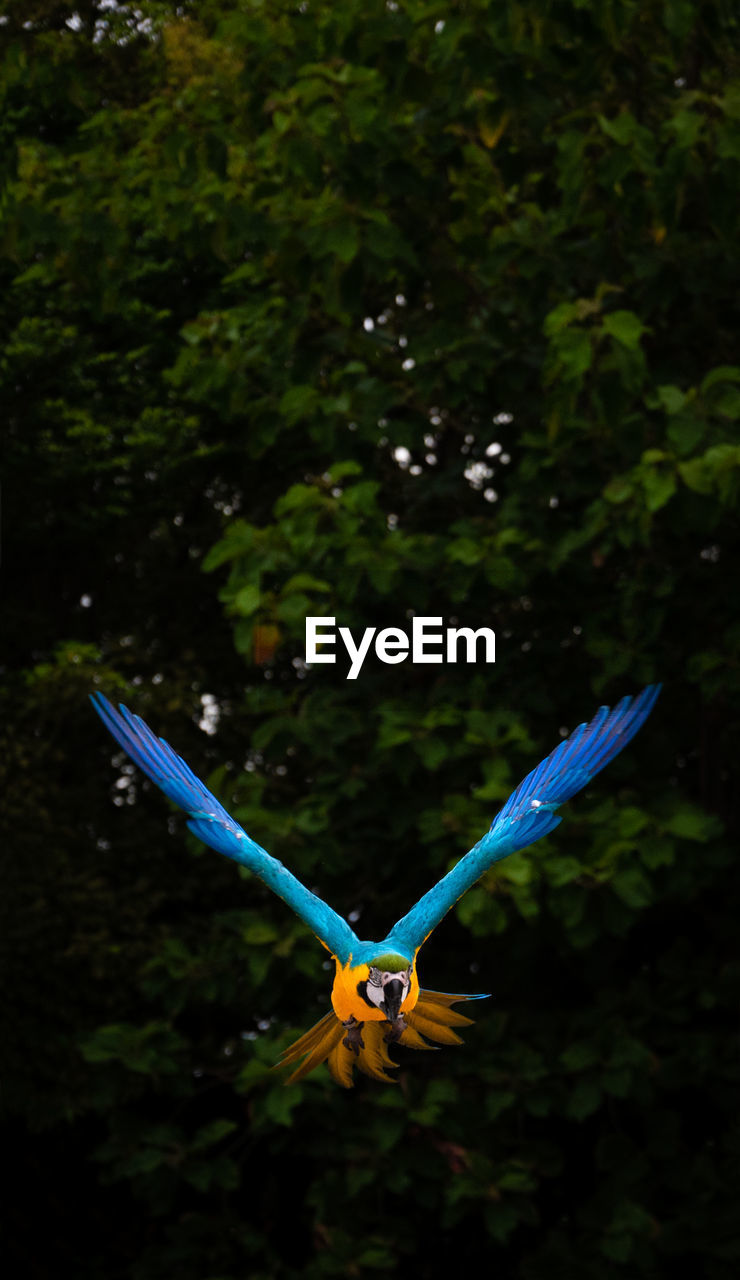 CLOSE-UP OF A BIRD FLYING