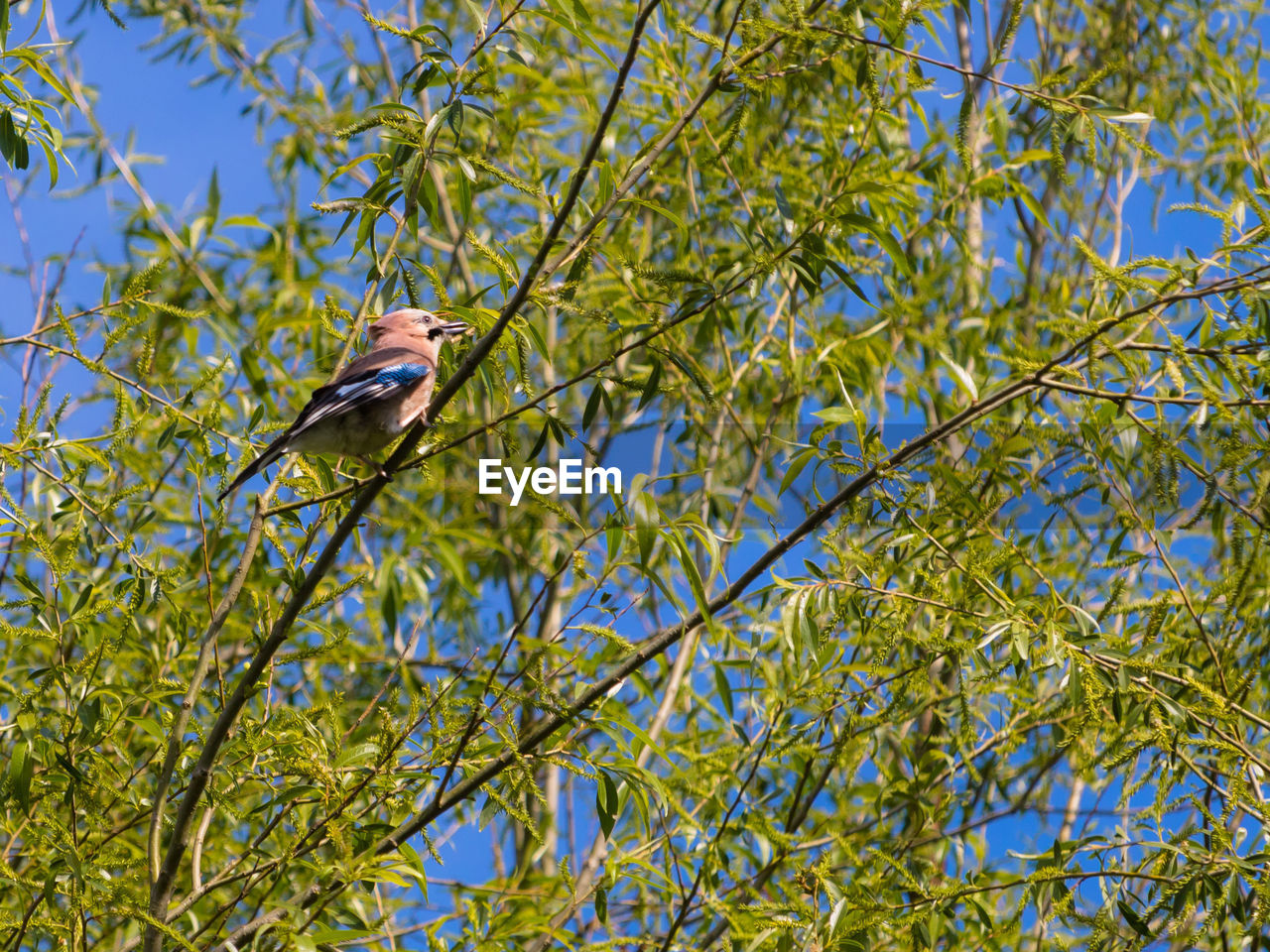 Eurasian jay garrulus glandarius on a blooming willow tree against bright blue sky