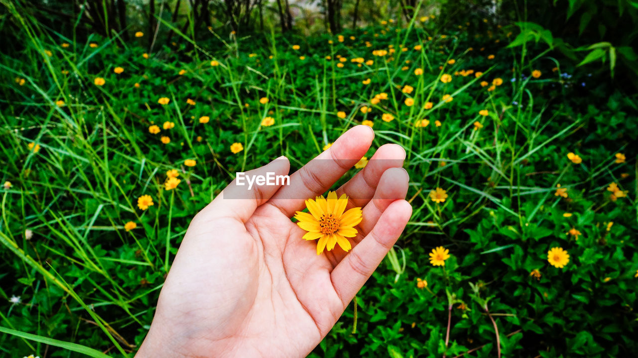 Cropped hand of woman holding yellow flower