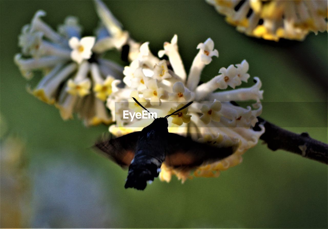 CLOSE-UP OF INSECT POLLINATING FLOWER