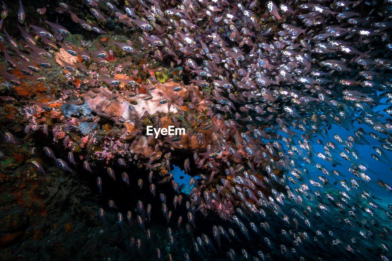 View of fish swimming underwater