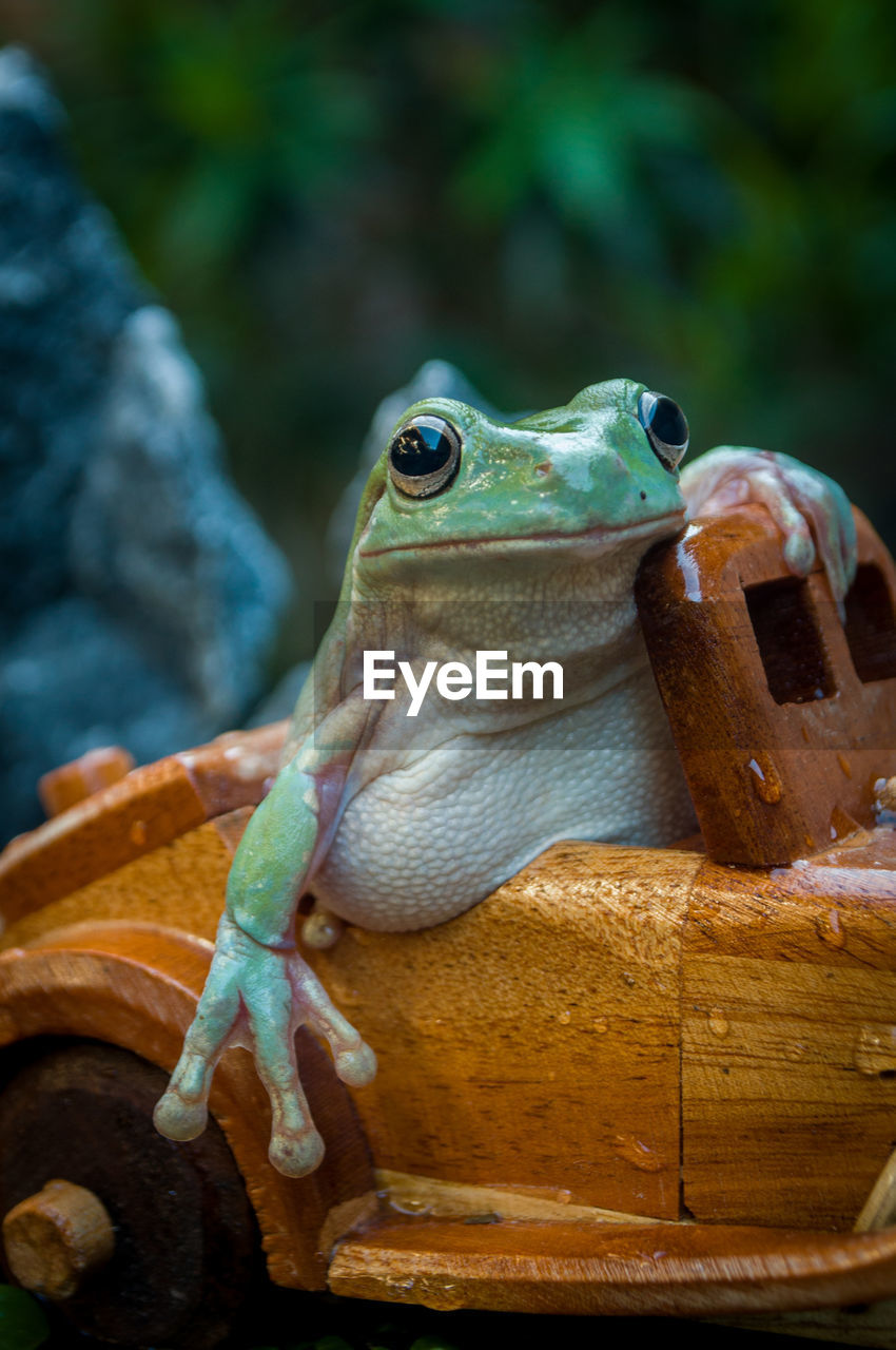 Cute pose of a green tree frog on the small wooden car