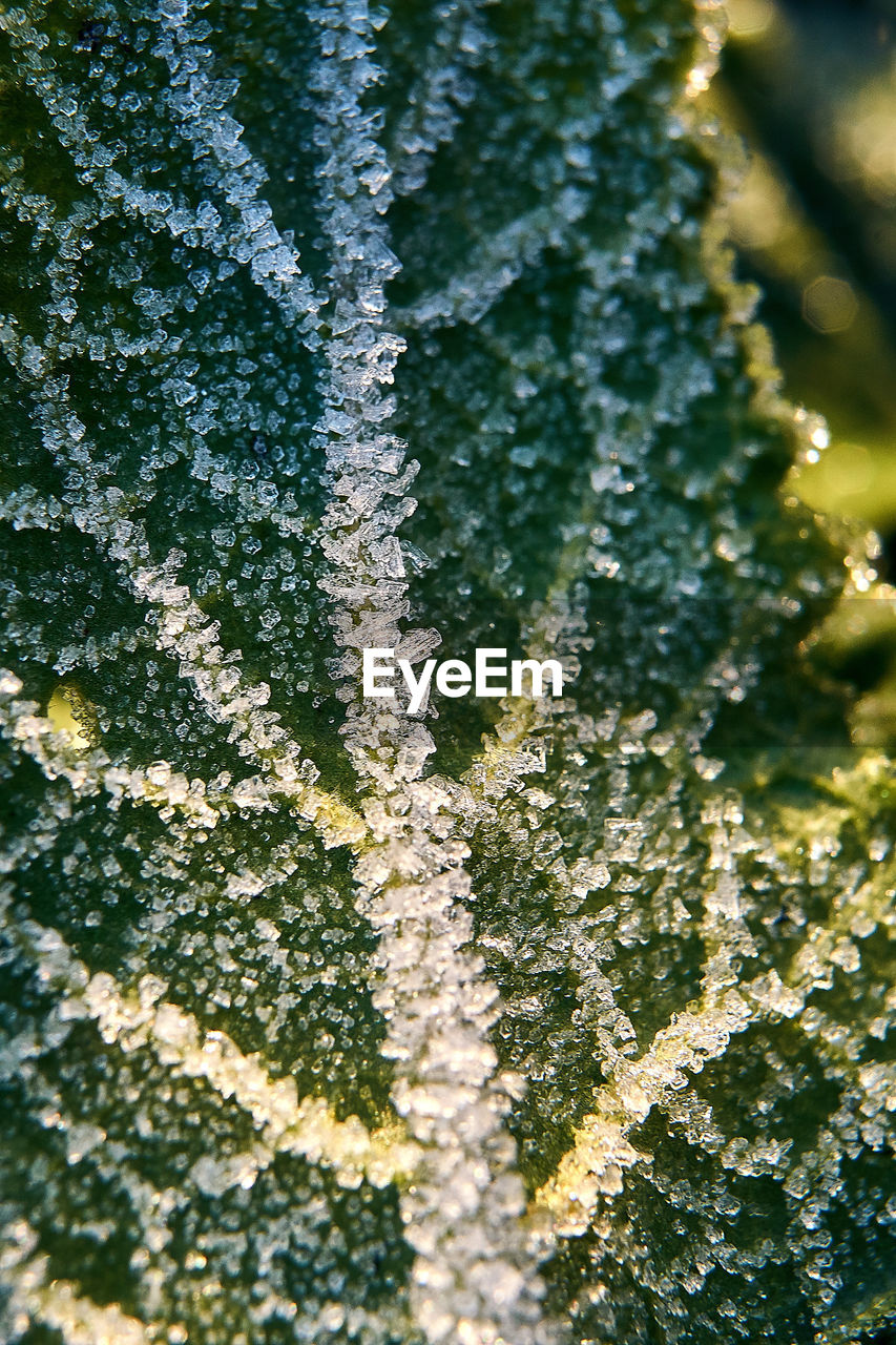 FULL FRAME SHOT OF FROZEN PLANTS DURING WINTER