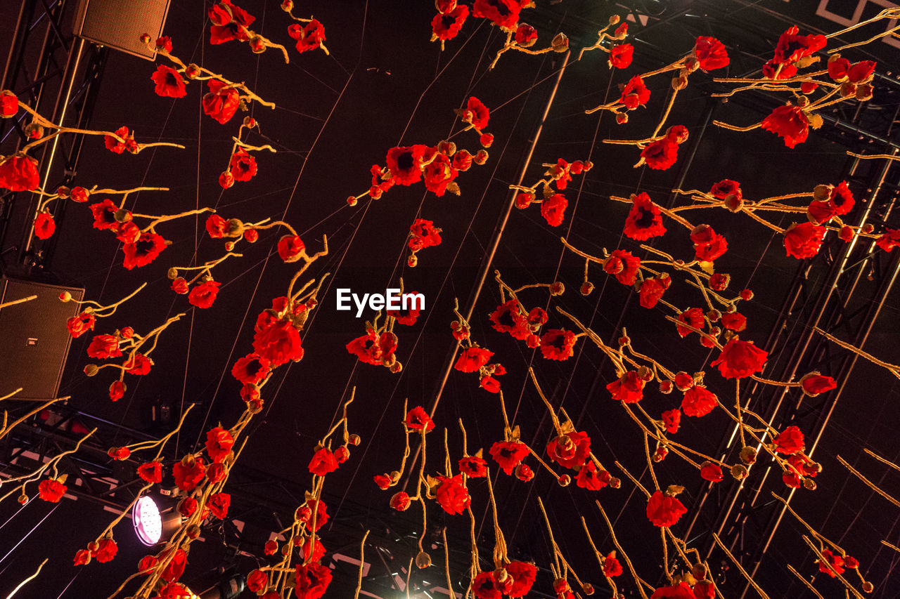 Low angle view of illuminated flowers hanging at night