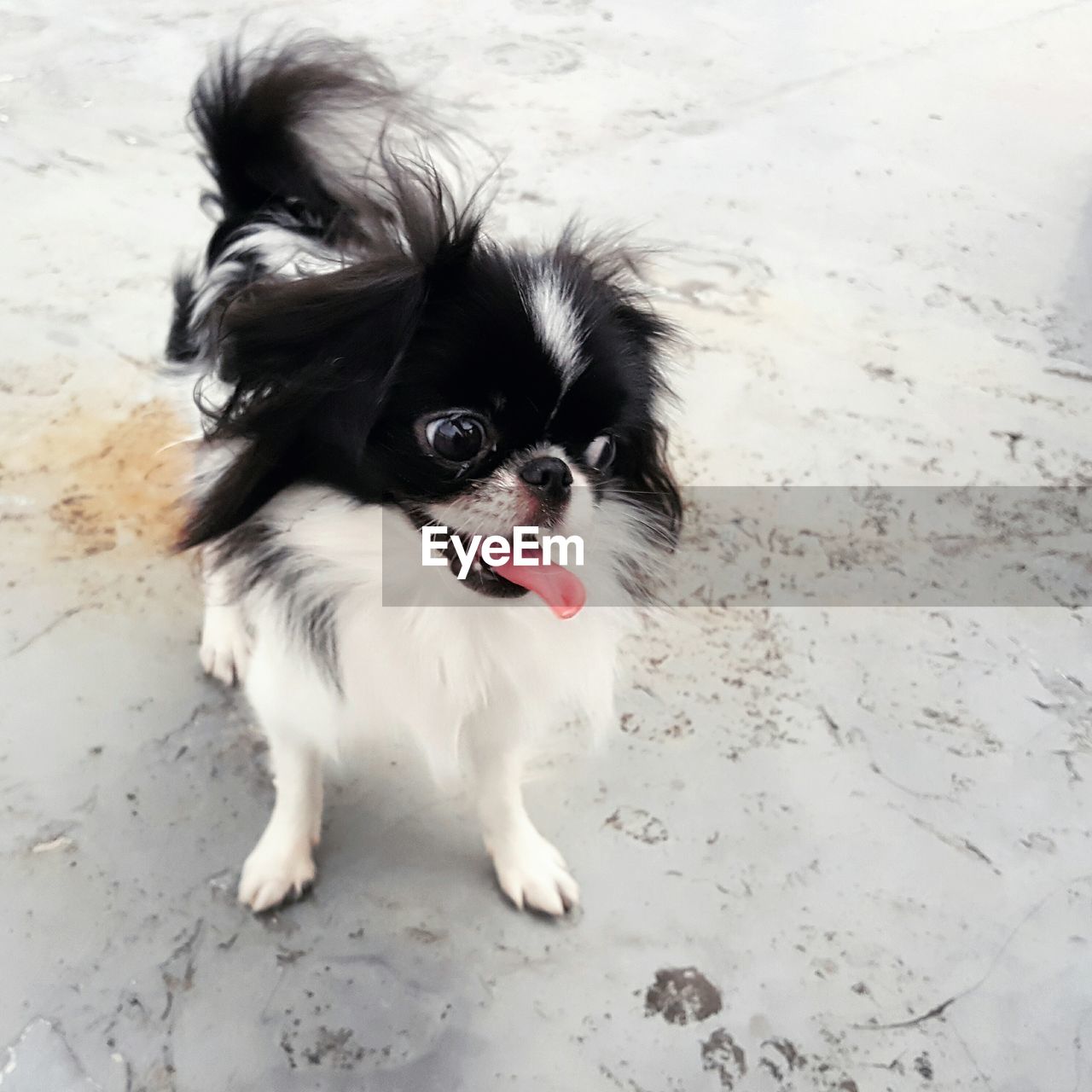 High angle view of japanese chin on floor