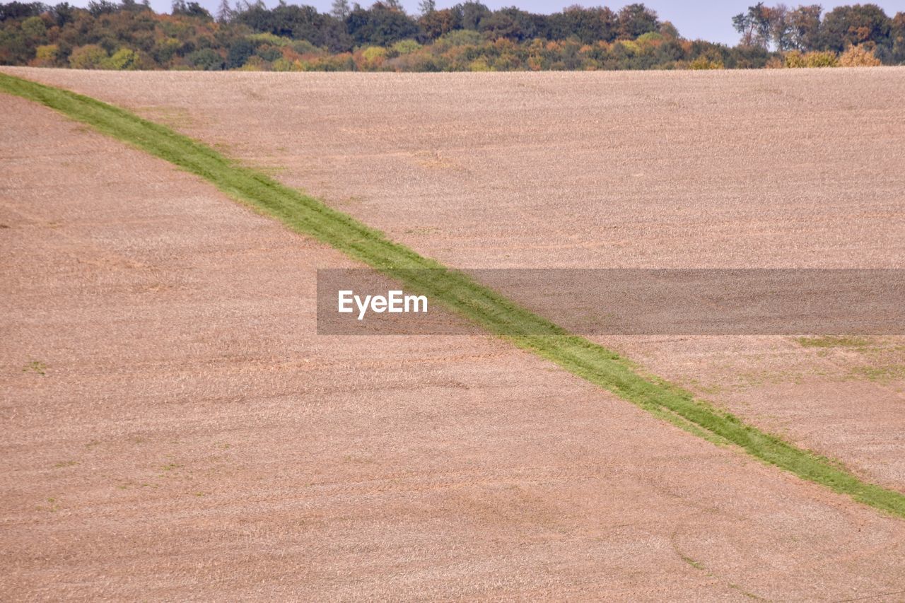 PLANTS GROWING ON FIELD