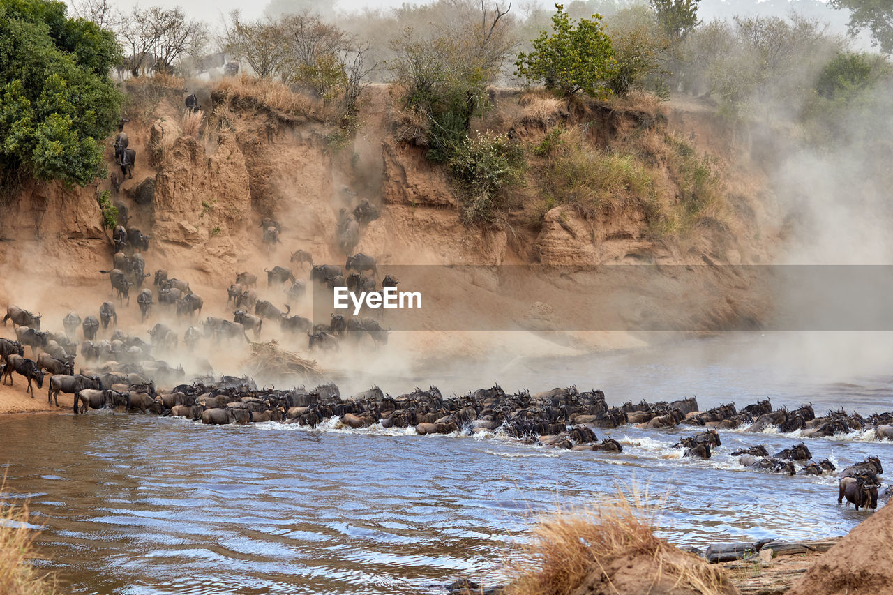 Wildebeest crossing the mara river during the annual great migration.