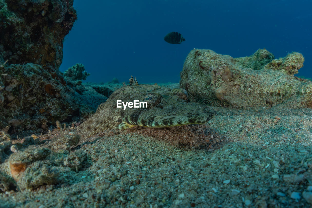 VIEW OF CORAL UNDERWATER