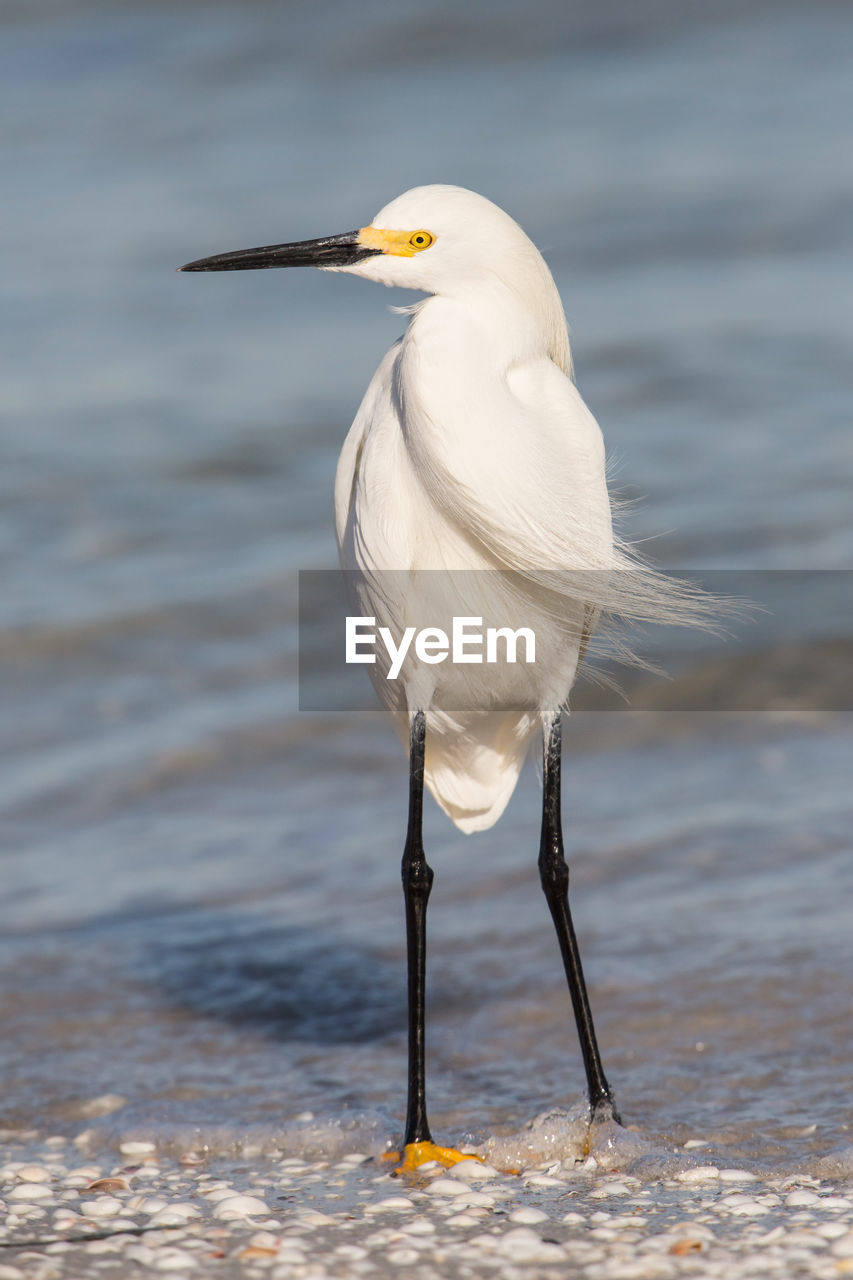 Egret perching at beach