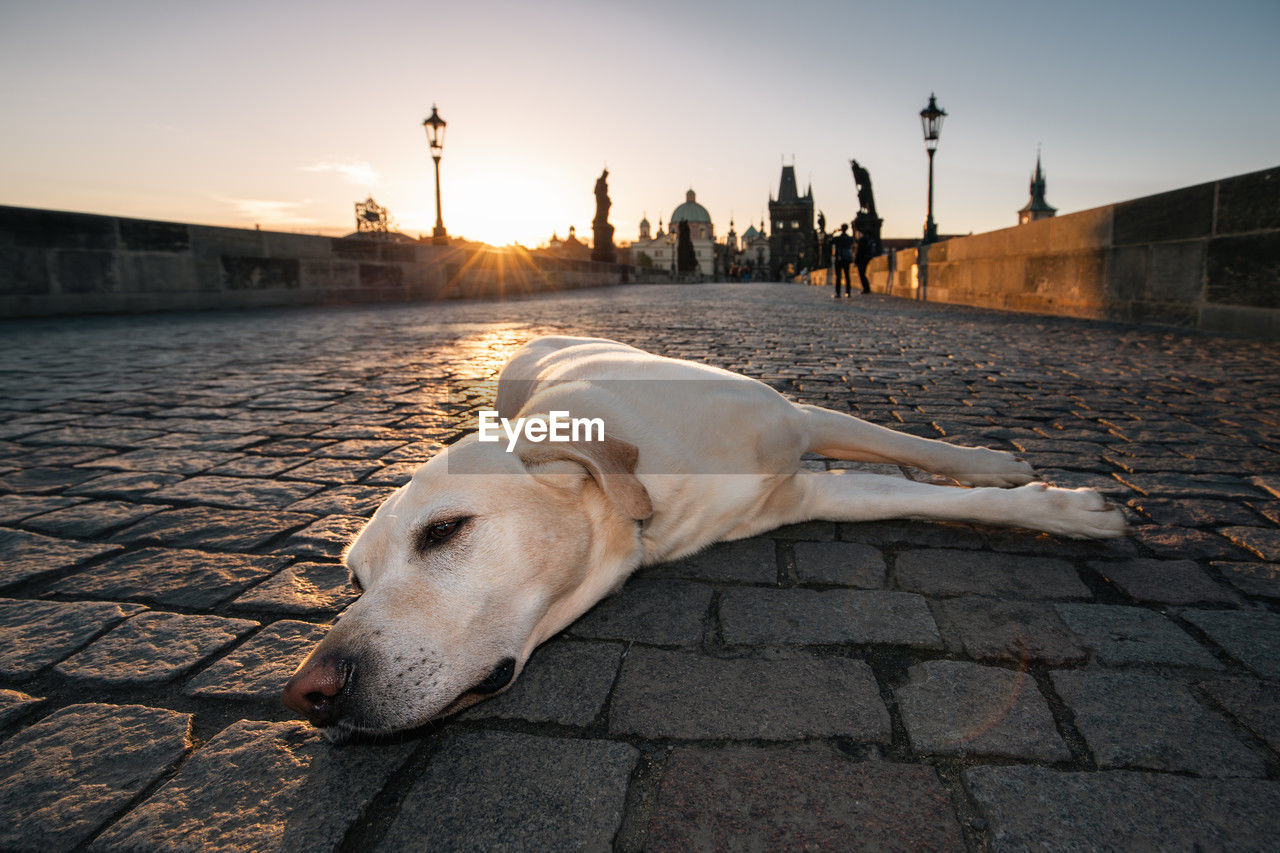 Cute dog enjoying sunrise in city. labrador retriever resting on charles bridge in prague.