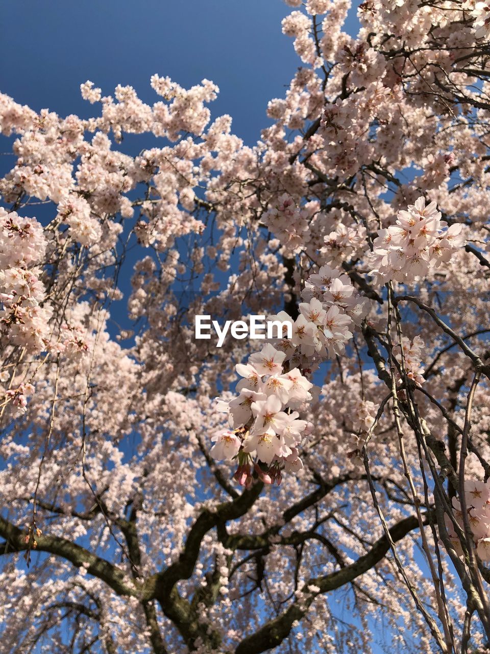 CLOSE-UP OF APPLE BLOSSOMS IN SPRING