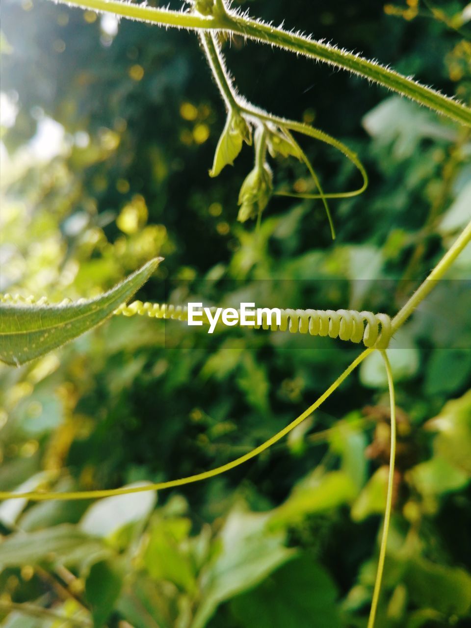 CLOSE-UP OF GREEN PLANT WITH LEAF