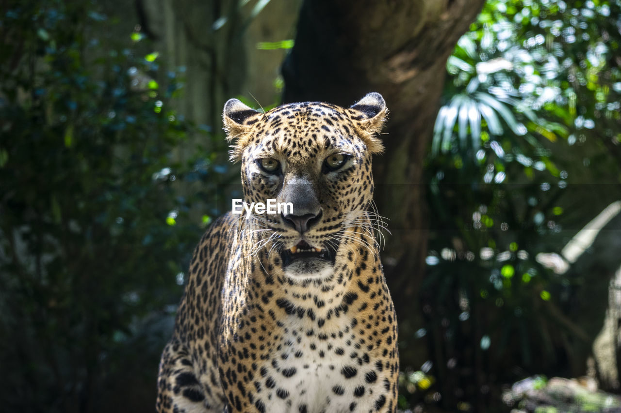 Portrait of leopard in forest
