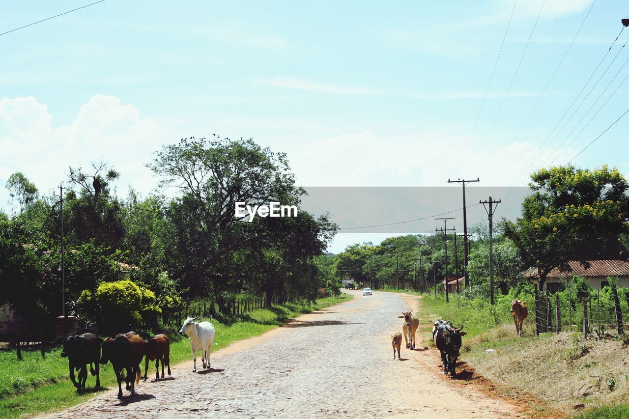 REAR VIEW OF COWS ON ROAD BY TREES ON FIELD