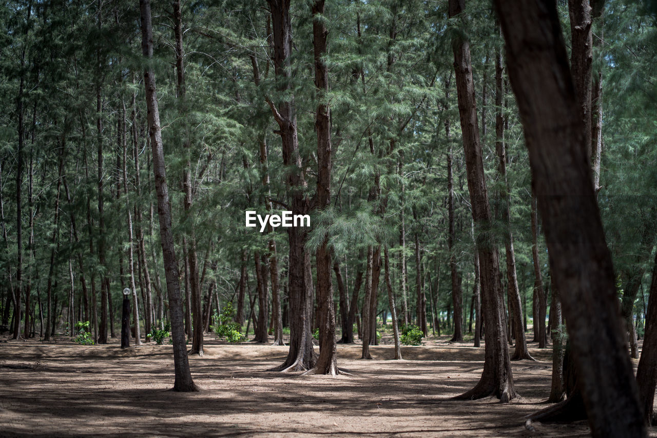 View of trees in forest