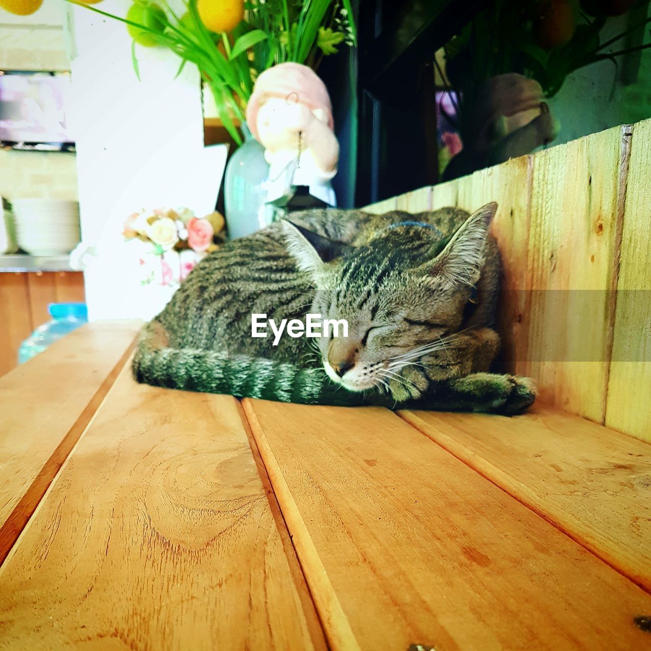 CAT LYING DOWN ON WOODEN FLOOR