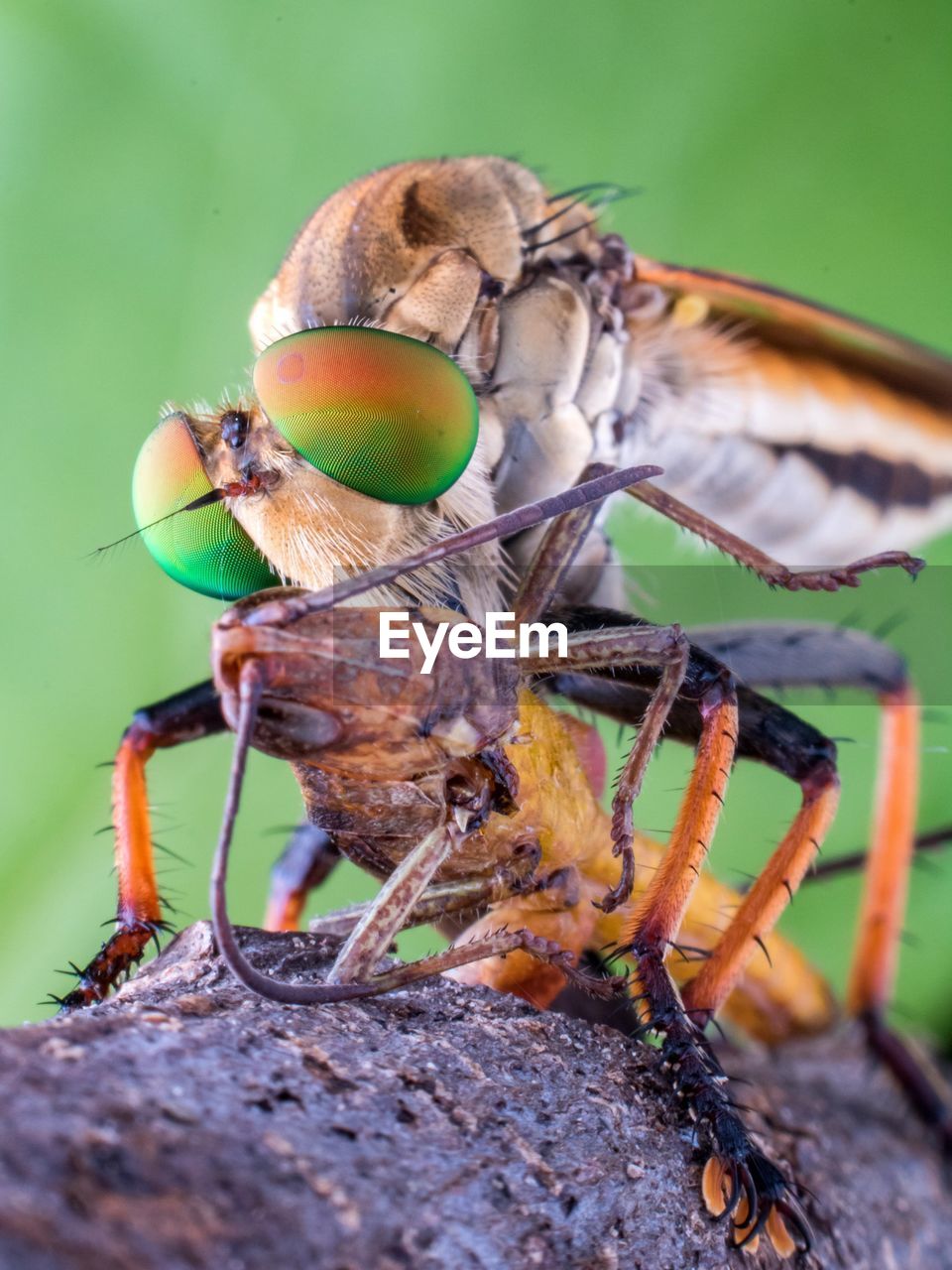 Robberfly preying on grasshopper