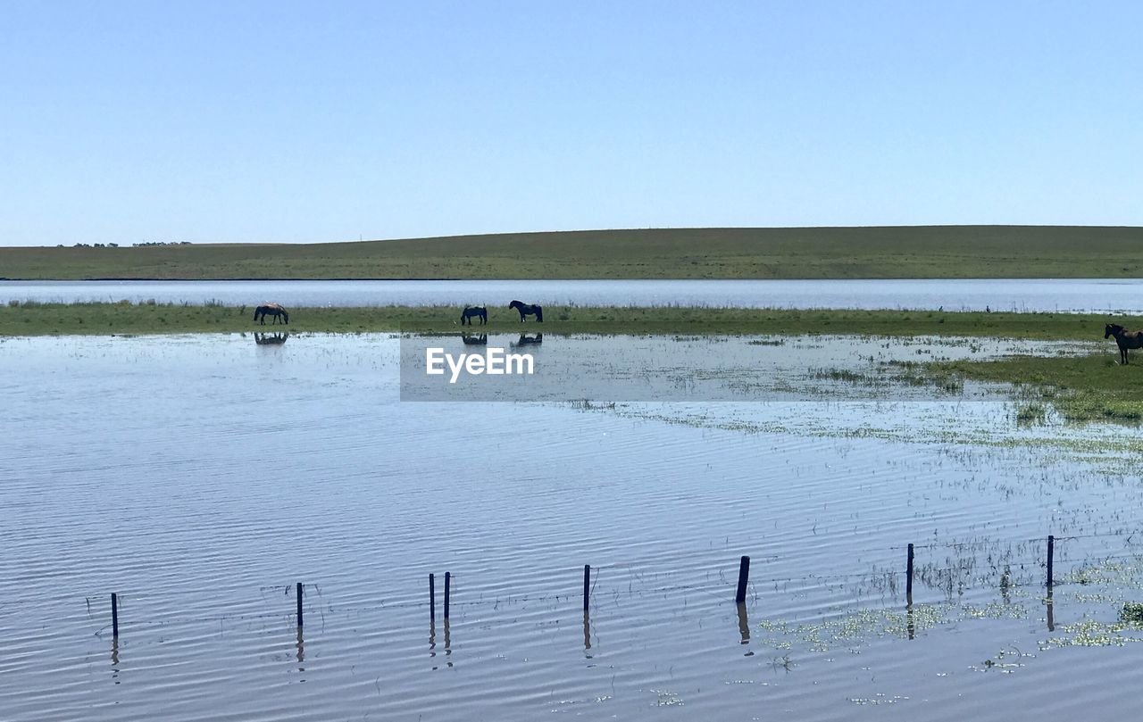 Scenic view of lake against clear sky
